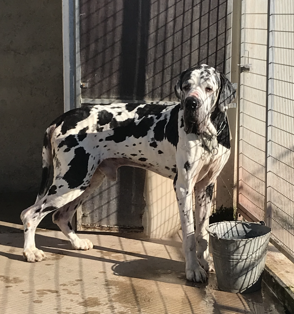 9 Dogues Allemands Et 6 Croises Ont Ete Pris En Charge Par La Fondation Assistance Aux Animaux Fondation Assistance Aux Animaux Actualites