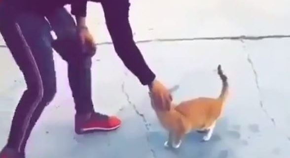 Un Chat Violemment Frappe La Police Saisie Pour Retrouver L Auteur Des Faits Fondation Assistance Aux Animaux Actualites