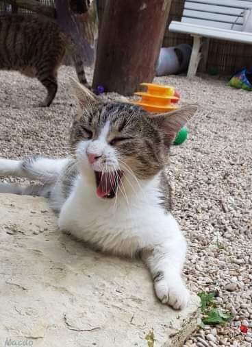 Decouvrez Mcdo Un Chat A 3 Pattes Qui Attend Sa Famille Dans Notre Refuge De Villevaude Fondation Assistance Aux Animaux Actualites