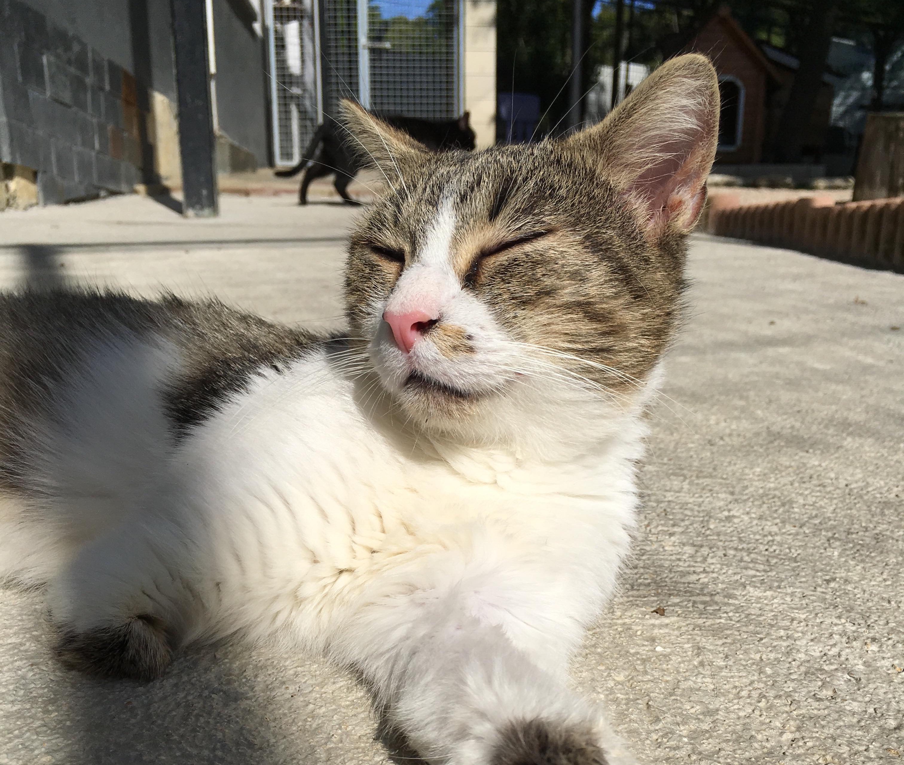 Decouvrez Mcdo Un Chat A 3 Pattes Qui Attend Sa Famille Dans Notre Refuge De Villevaude Fondation Assistance Aux Animaux Actualites Decouvrez Mcdo Un Chat A 3 Pattes Qui Attend Sa Famille Dans Notre Refuge De Villevaude Fondation Assistance Aux Animaux Actualites