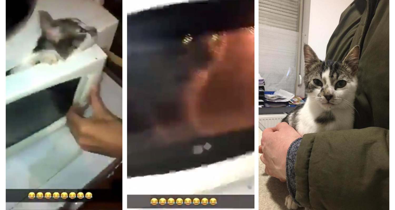 Saint Pol Sur Mer Un Chaton Torture Dans Un Micro Ondes La Fondation Assistance Aux Animaux Choquee Se Constitue Partie Civile Fondation Assistance Aux Animaux Actualites