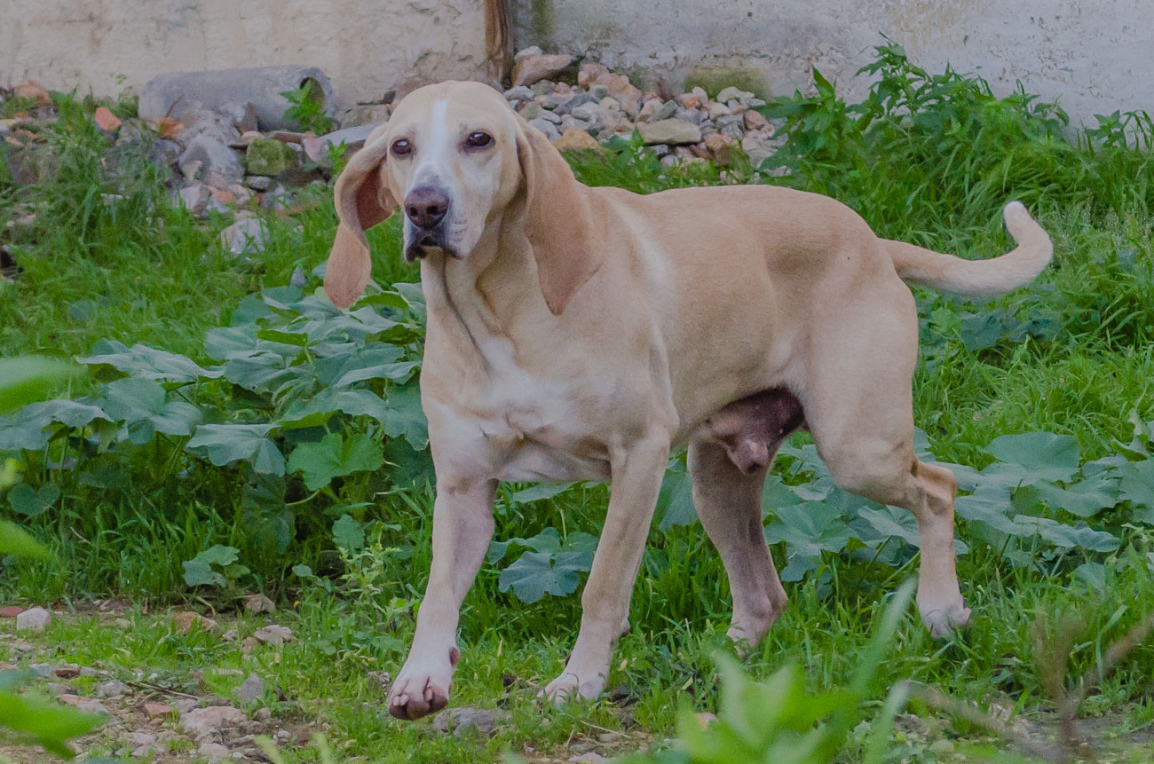 PLOUM - courant 13 ans (6 ans de refuge)  - Refuge de Brignoles - Pscar Felix et Compagnie (83) PLOUM-..