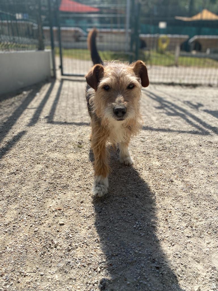 KIRA - x jack russel 13 ans - Refuge de Morainvilliers (78) 12cfab69-58d6-41f7-84bd-42d220b45bef