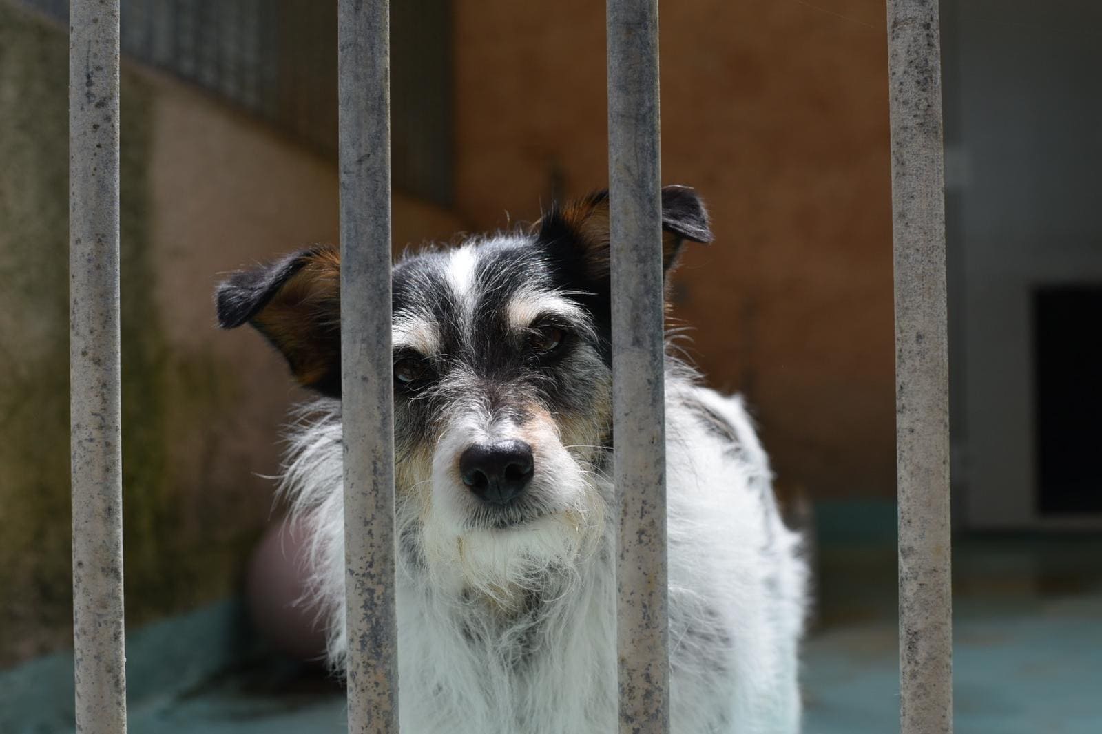 Ils sont nombreux à vous attendre en refuge ! - Fondation Assistance ...