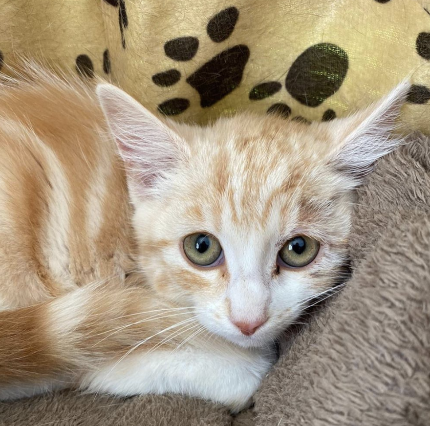 De Jeunes Chats Et Chatons A L Adoption Au Refuge De Morainvilliers Fondation Assistance Aux Animaux Actualites