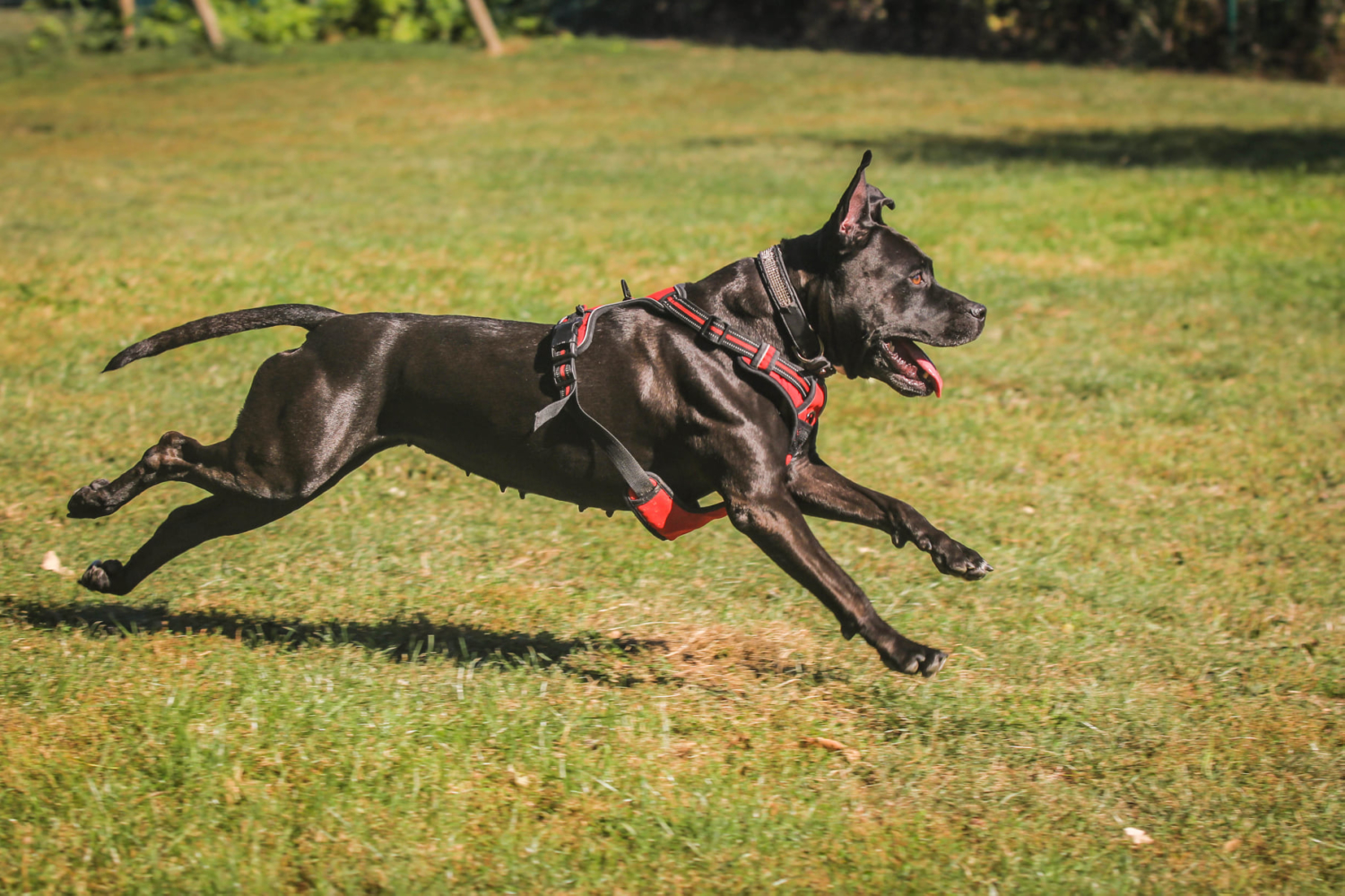 Portraits de 5 chiens à l'adoption au refuge de Villevaudé