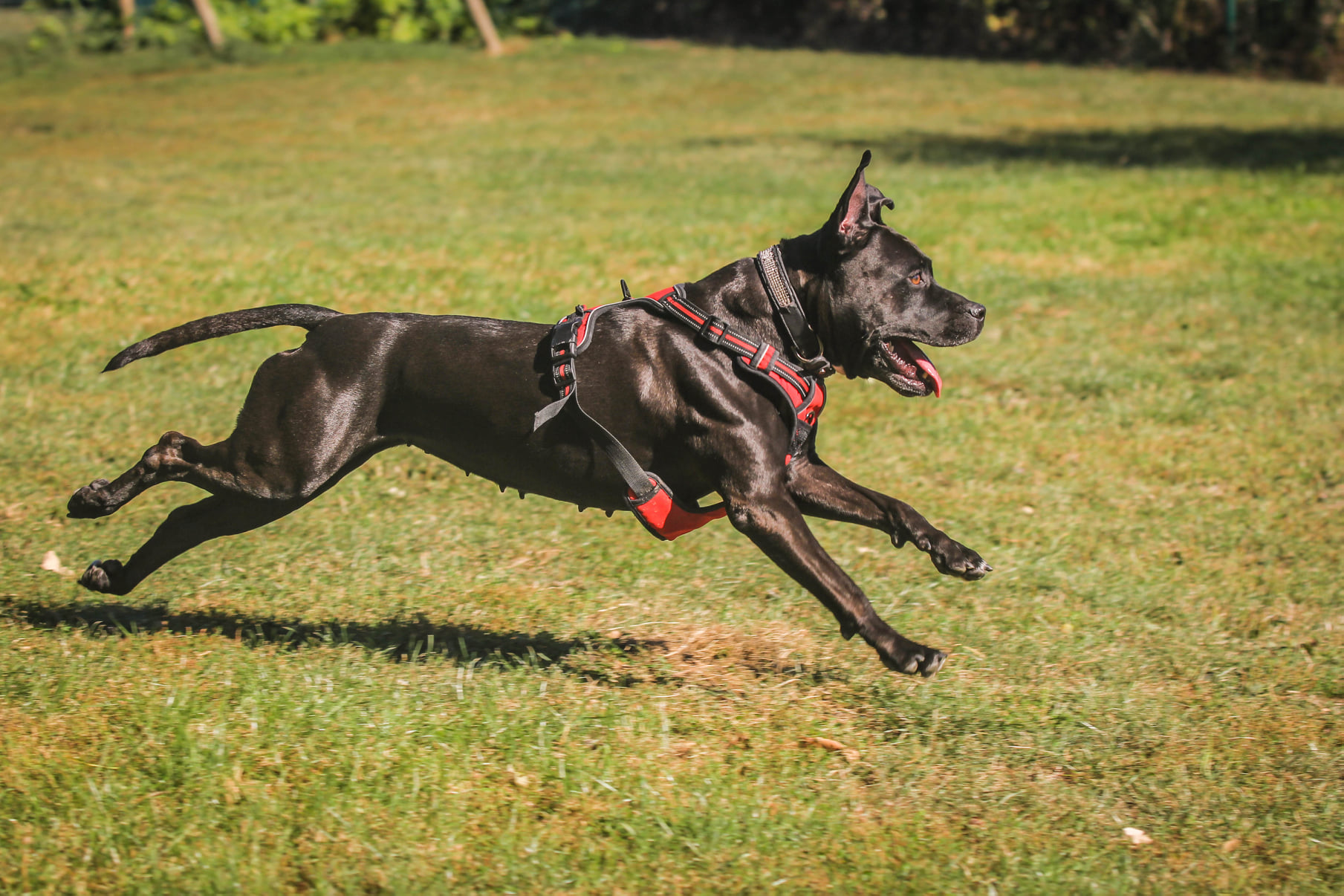 Portraits de 5 chiens à l'adoption au refuge de Villevaudé