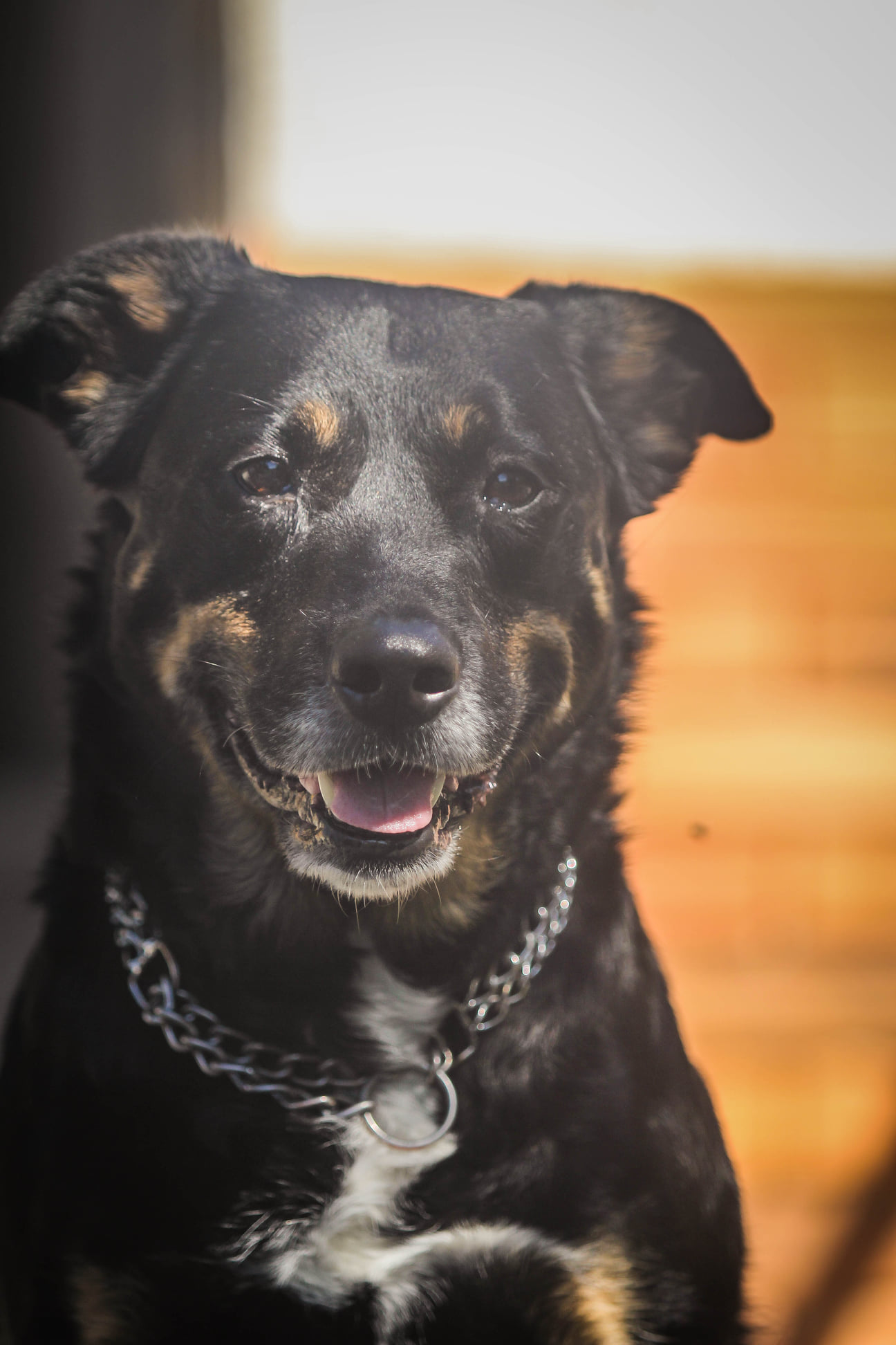 Portraits de 5 chiens à l'adoption au refuge de Villevaudé