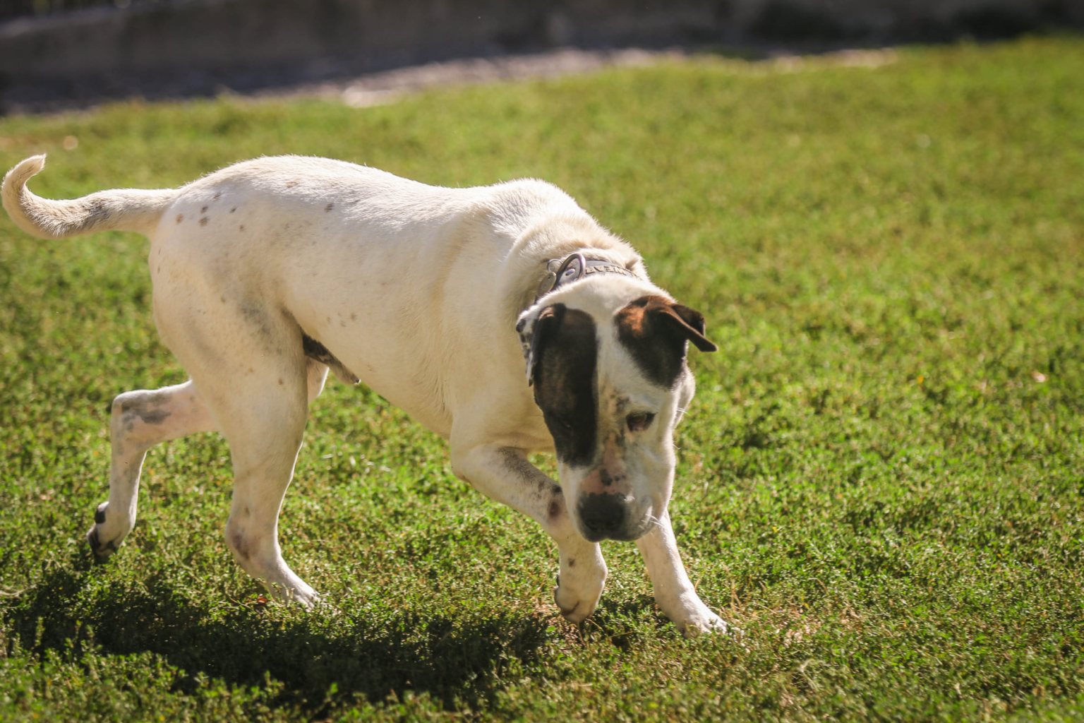 Portraits de 5 chiens à l'adoption au refuge de Villevaudé