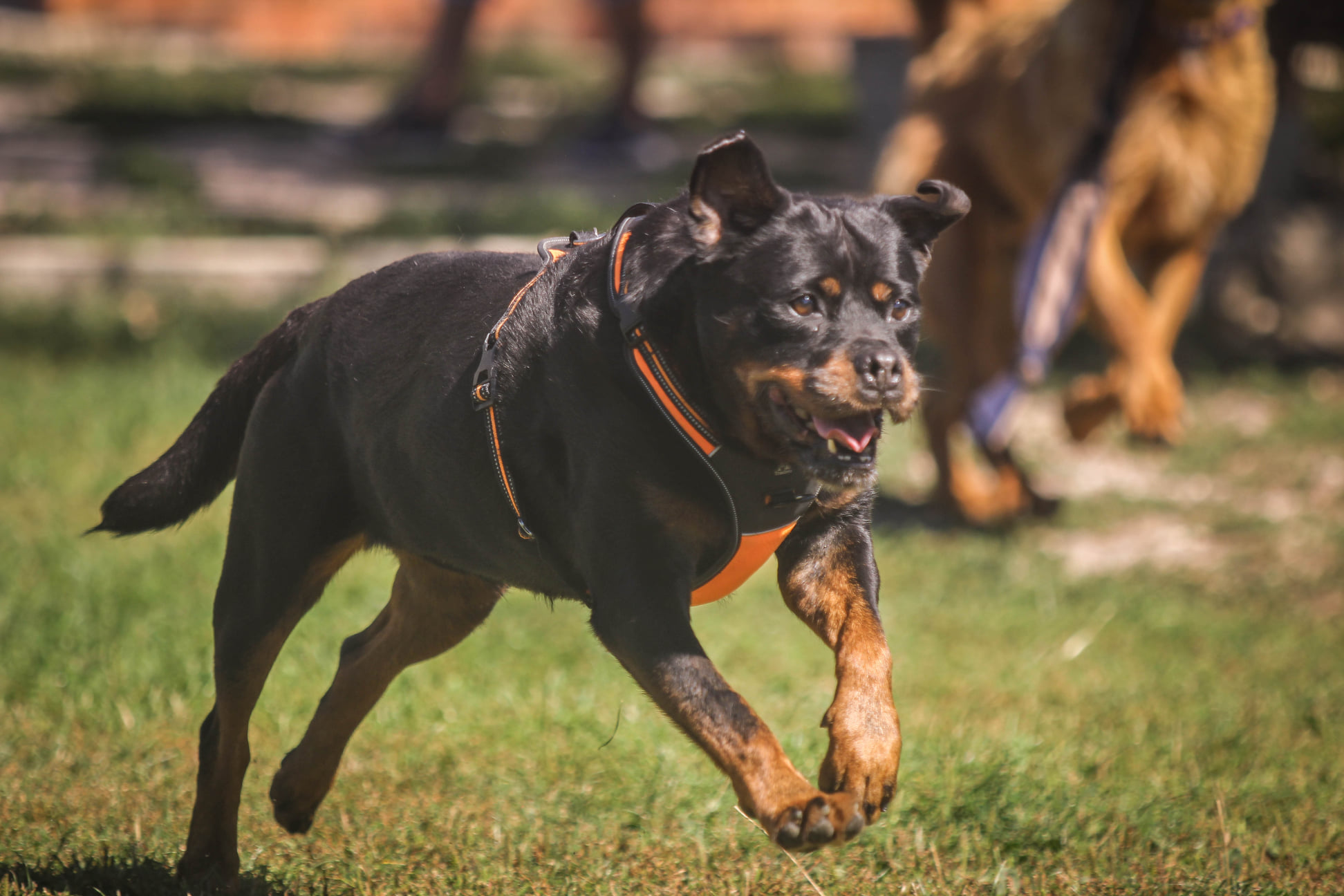 Portraits de 5 chiens à l'adoption au refuge de Villevaudé
