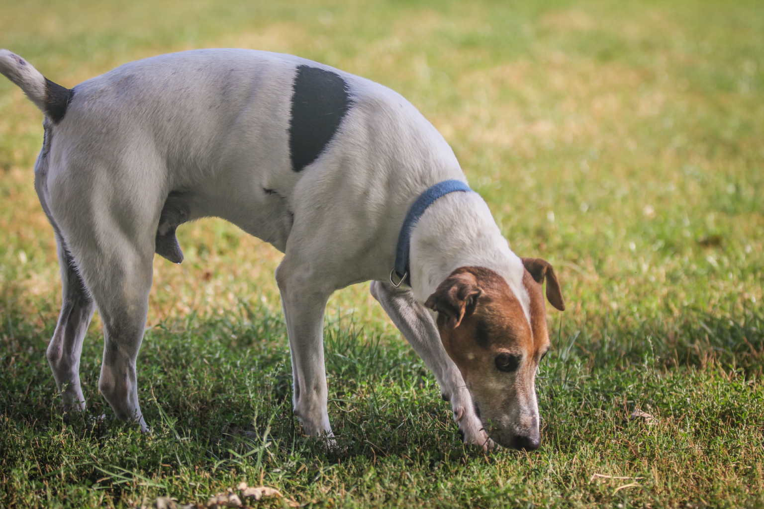 Portraits de 5 chiens à l'adoption au refuge de Villevaudé