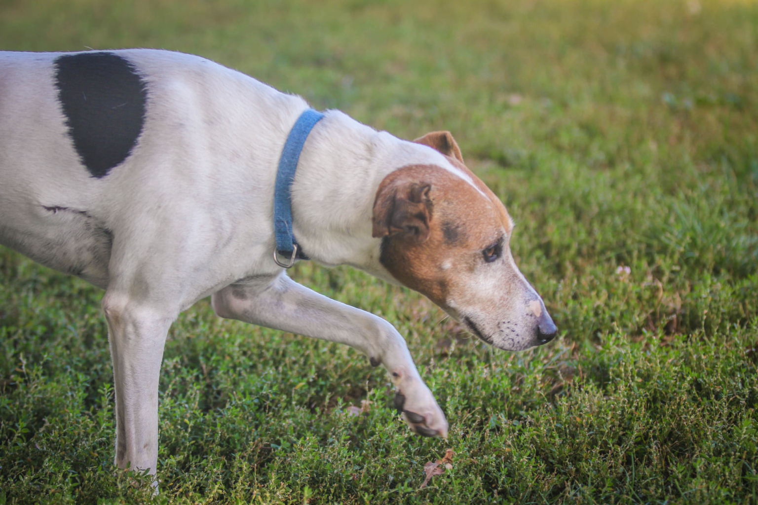 Portraits de 5 chiens à l'adoption au refuge de Villevaudé