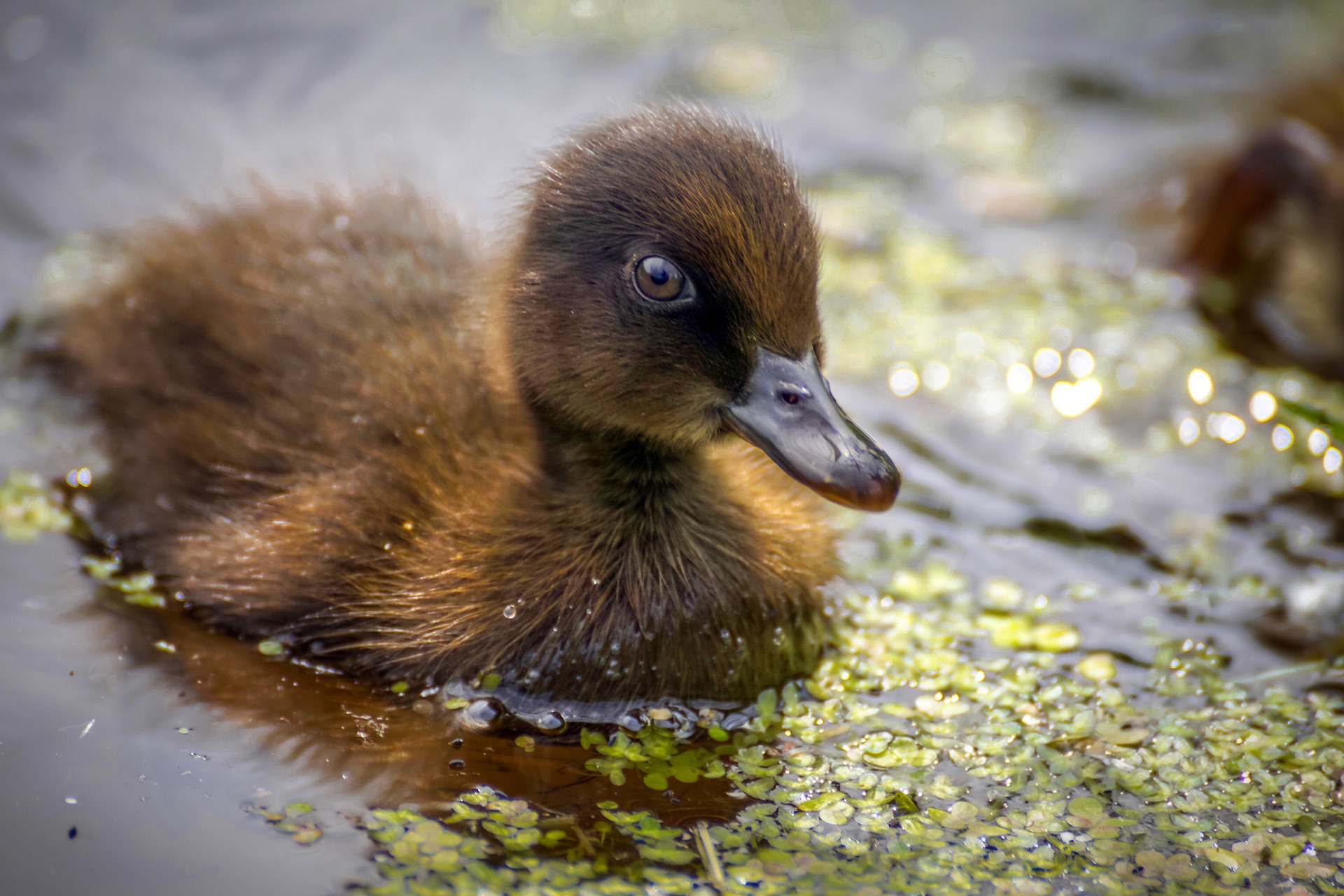 Il Tue Un Canard Sur Tiktok Il se filme sur Instagram et frappe un caneton à mort, la Fondation  Assistance aux Animaux dépose plainte ! - Fondation Assistance aux Animaux  - Actualités