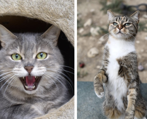 Fondation Assistance Aux Animaux Actualites Fondation Assistance Aux Animaux Actualites Fondation Assistance Aux Animaux Actualites Fondation Assistance Aux Animaux Actualites