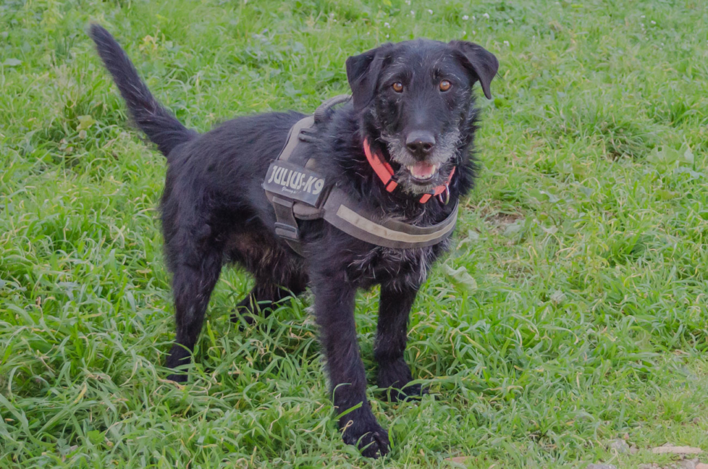 ROXx - griffon 8 ans - Refuge de Toulon (83) DSC_1822-1030x682