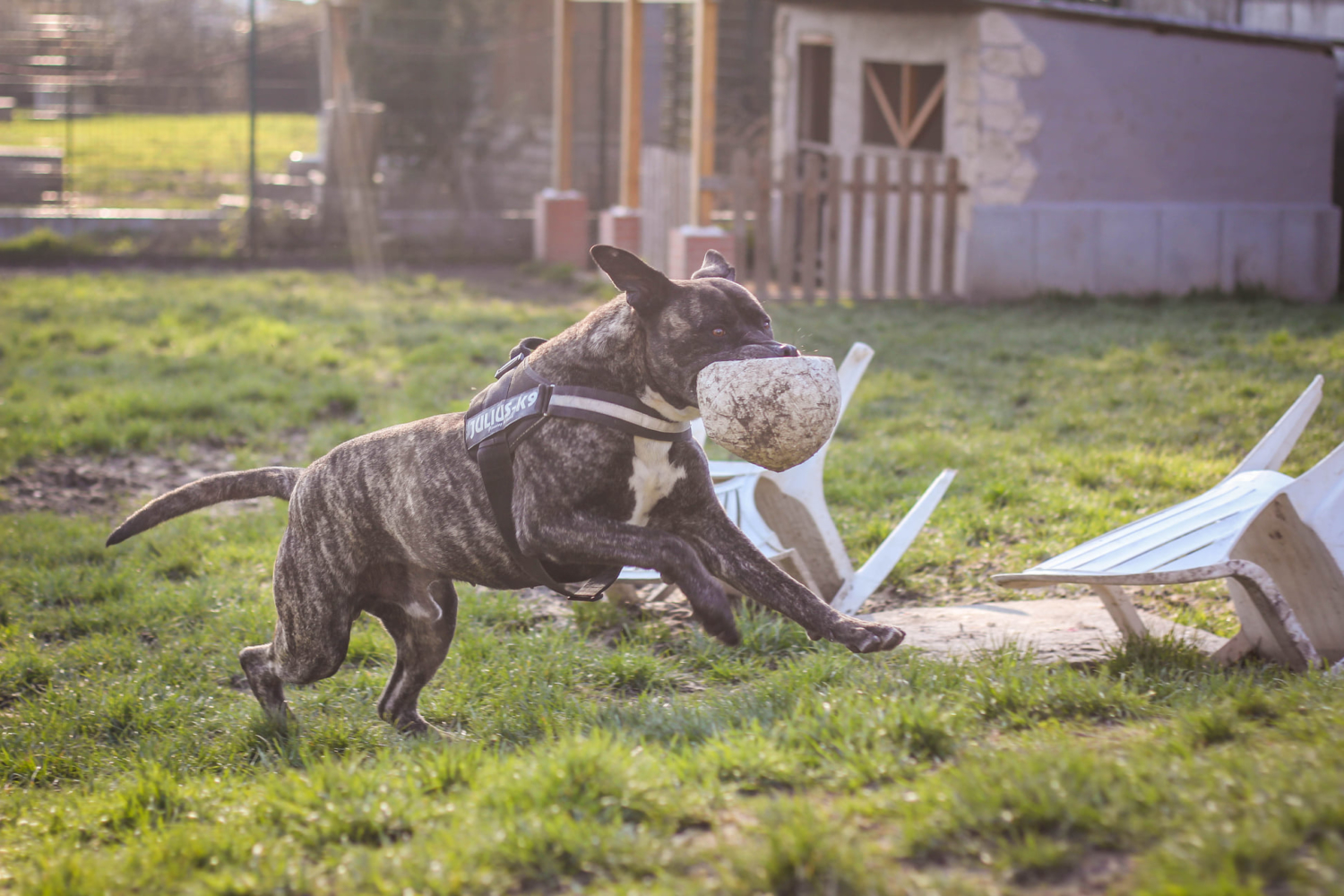 Refuge De La Fondation Assistance Aux Animaux à Villevaudé