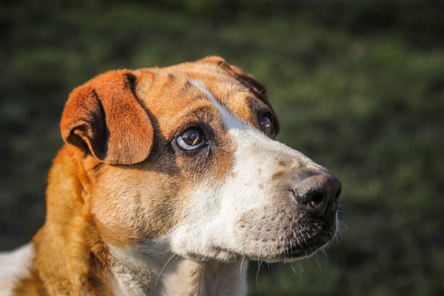 Portrait de "Arobaz", à l'adoption au refuge de Villevaudé