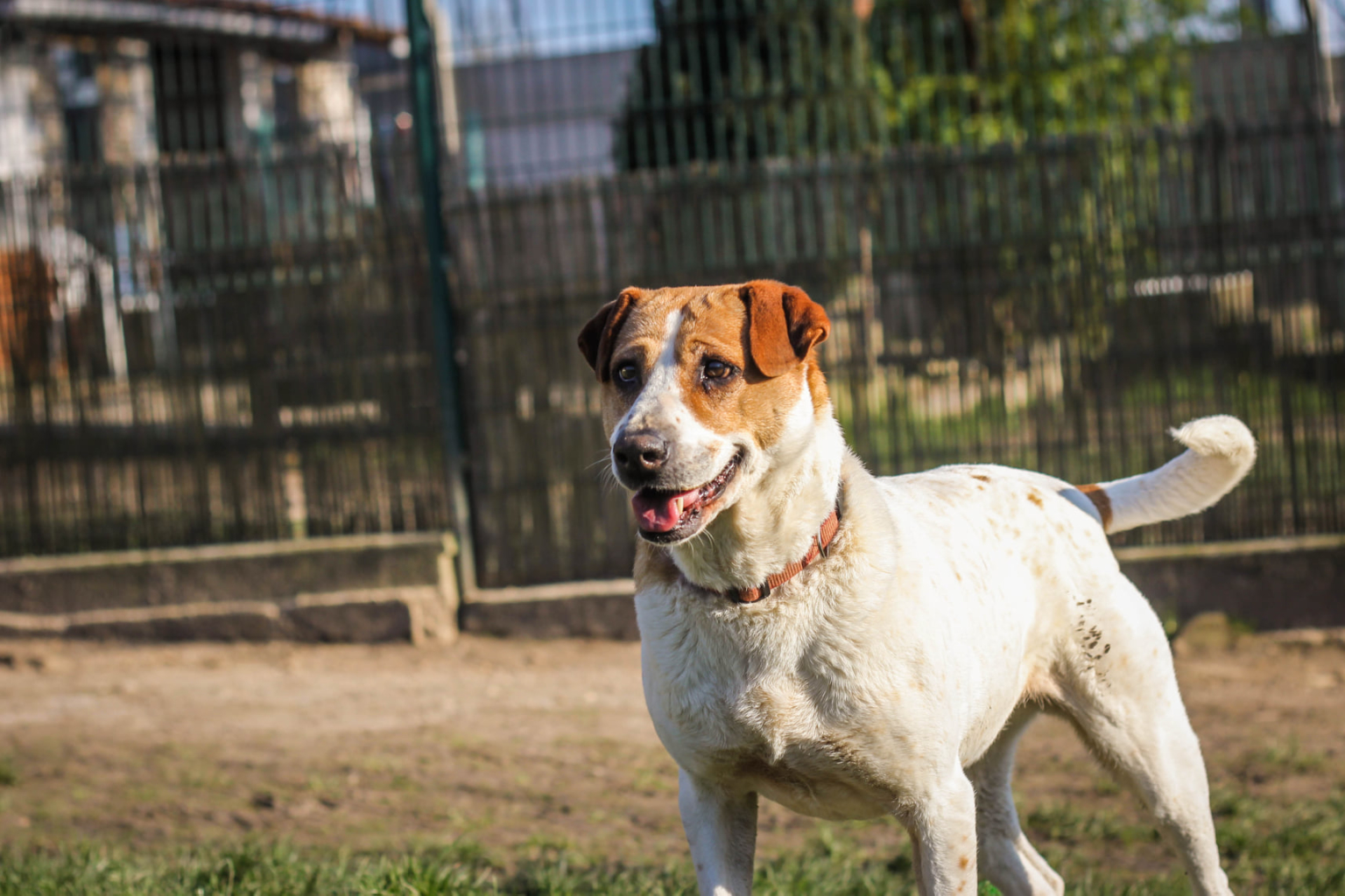Portrait de "Arobaz", à l'adoption au refuge de Villevaudé