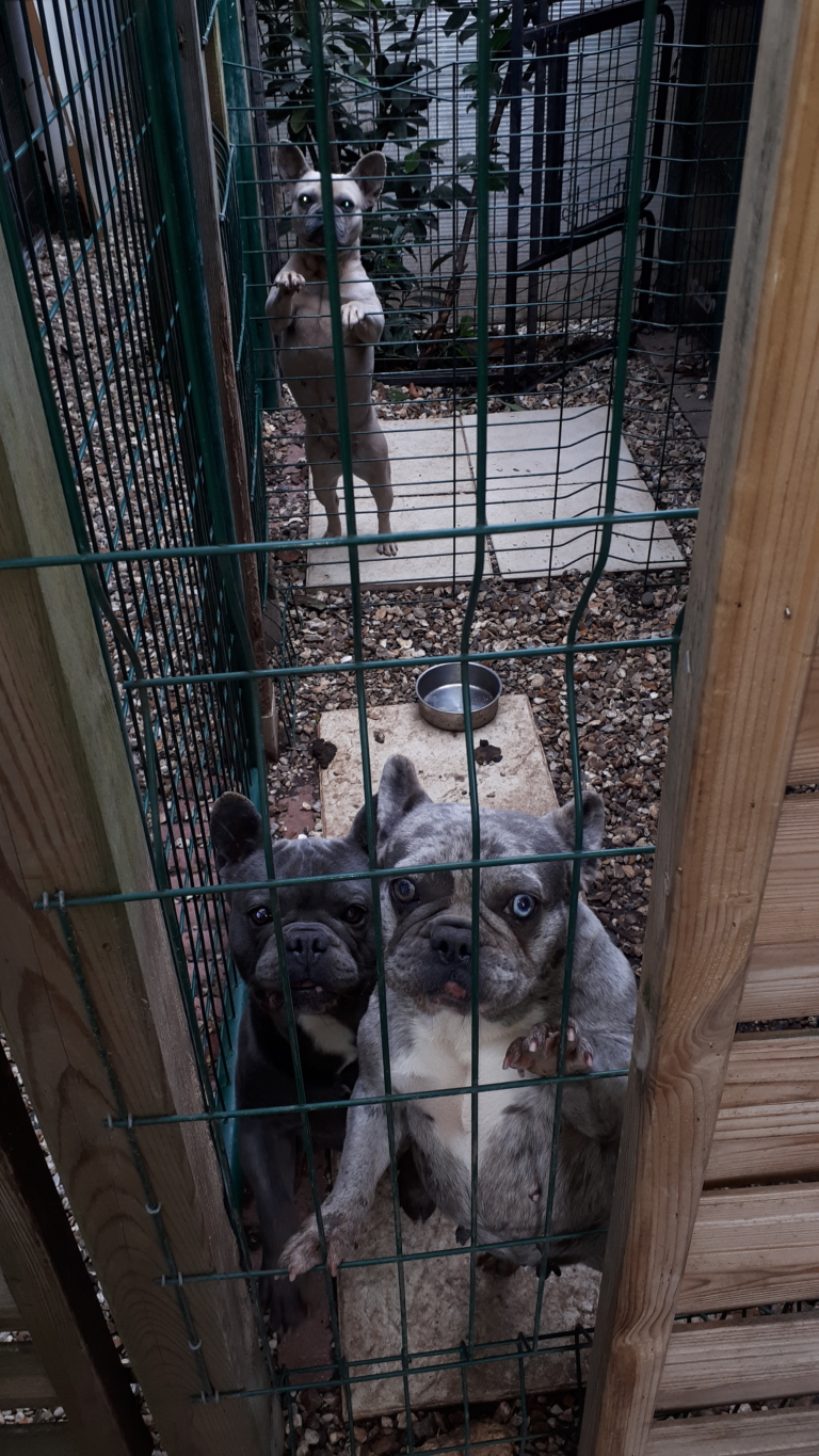 Vald'Oise 170 chiens sauvés d'un élevage aux conditions