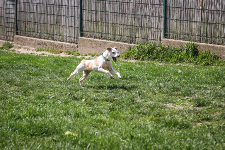 Trois femelles ratier à l'adoption au refuge de Villevaudé