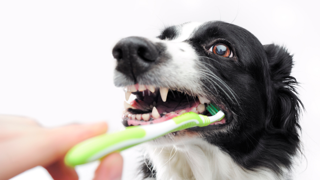 Les soins dentaires du chien : les conseils et astuces de la