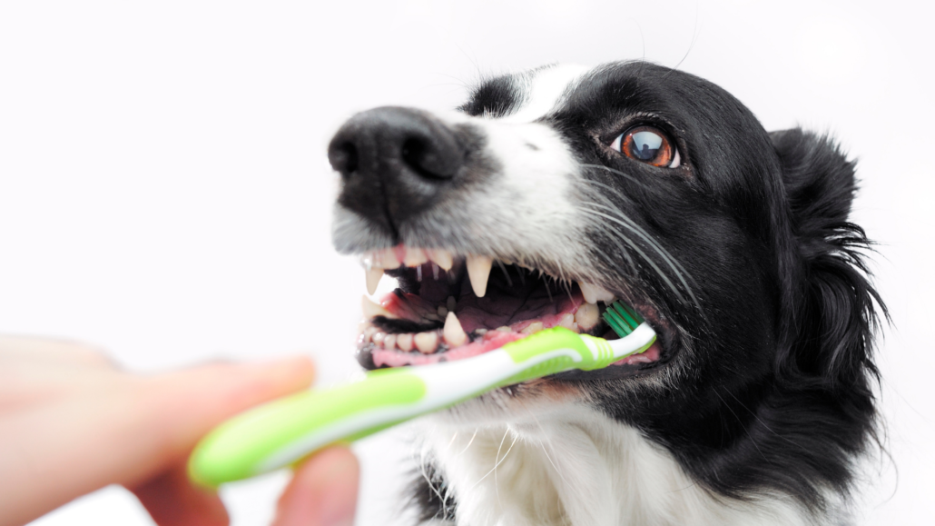 Soin du chien et hygiène