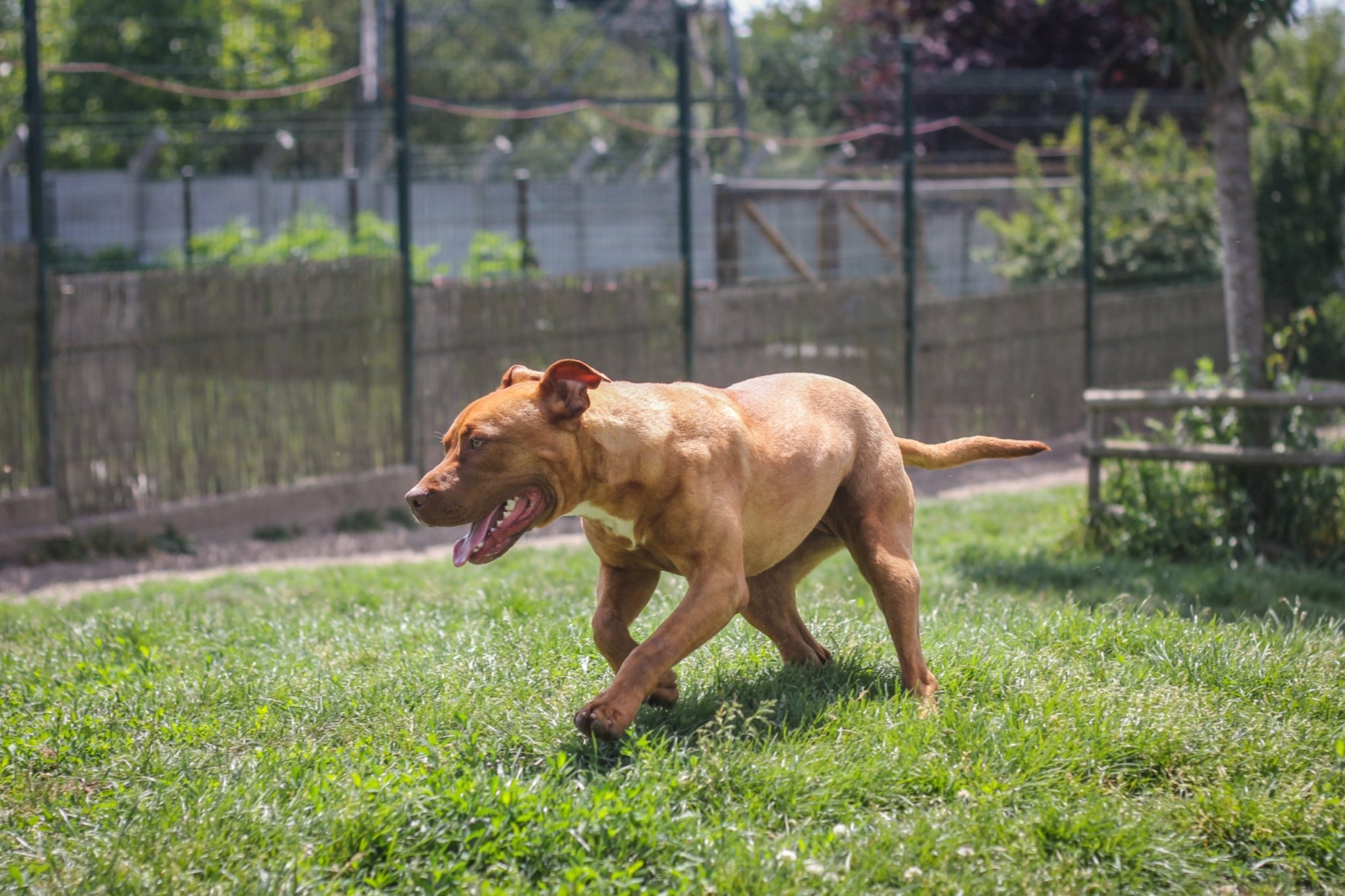 Refuge De La Fondation Assistance Aux Animaux à Villevaudé