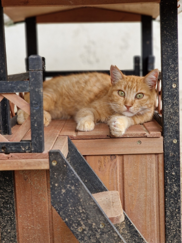 Dévoré par les asticots, ce chat a failli mourir. - AVA Refuge