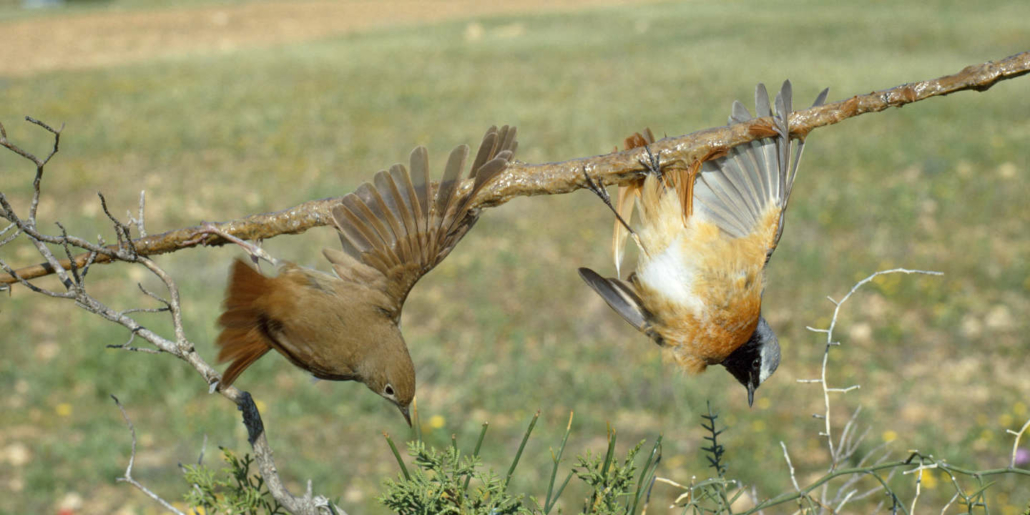 Fin du piégeage à la glu : le Conseil d'État donne définitivement raison à  la LPO - LPO (Ligue pour la Protection des Oiseaux) - Agir pour la  biodiversité