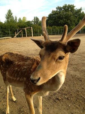 sauvetage animaux