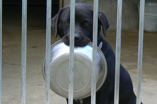 refuge pour animaux