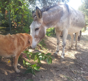 maison de retraite animaux