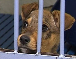 Les dispensaires de la Fondation Assistance aux Animaux