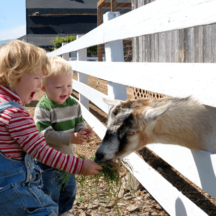 Ferme pédagogique